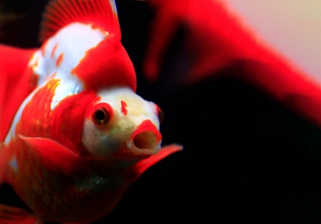 Риукин красно-белый короткохвостый (Goldfish Ryukin white & Red short tail)