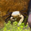 Краб Панда Борнео Krab Panda - (Lepidothelphusa cognetti) самец