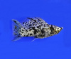 Моллинезия Долматинец парусный (Poecilia latipinna)