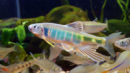 Закко обыкновенный (Zacco platypus) или Pale chub