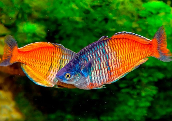 Радужница Боэсмана (Melanotaenia boesemani)