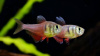 Тетра Фон Рио (лат. Hyphessobrycon flammeus)
