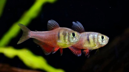 Тетра Фон Рио (лат. Hyphessobrycon flammeus)