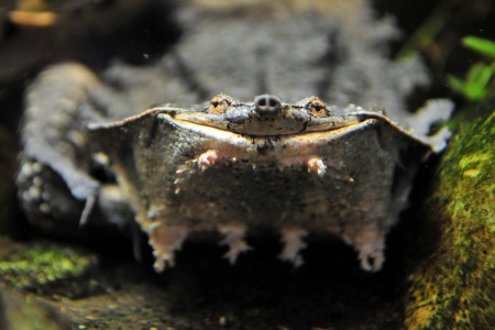 (Черепаха Мата Мата Chelus fimbriata)  7-8 СМ ПО ПАНЦИРЮ.