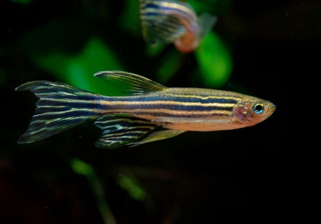 Данио рерио вуалевый (Danio rerio)