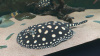 Скат Леопольди  (Potamotrygon leopoldi)