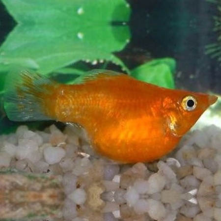 Моллинезия оранжевый баллон (Poecilia sphenops orange Molly balloon)