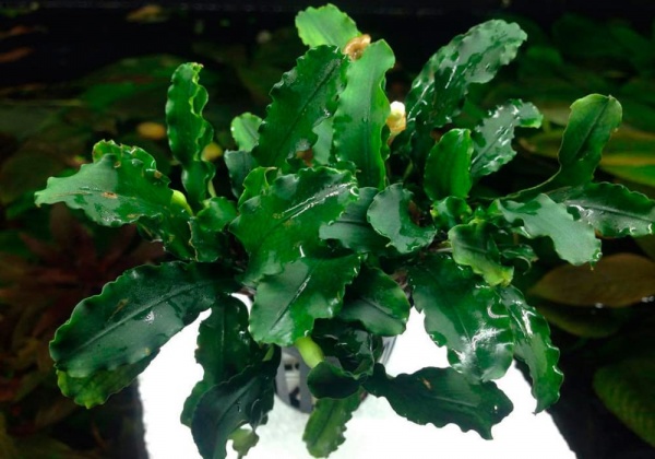 Буцефаландра зелёная Волнистая (Bucephalandra sp Green Wave )  1 ветка