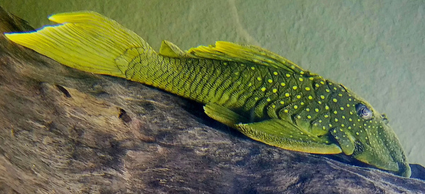 Номерной сом L 200  Хемианциструс Зеленый Фантом (Призрак) (Hemiancistrus subviridis)