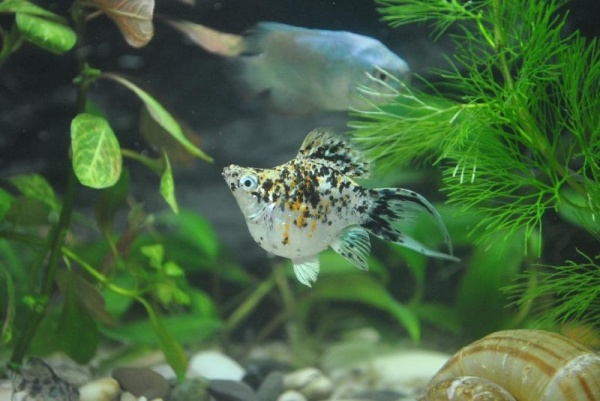Моллинезия мрамор баллон (Poecilia sphenops Marble Molly balloon) 3,3-3,5см
