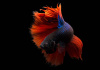 Петушок Халф Мун двухвостый красно-синий самец (Betta male Halfmoo Double Tail)
