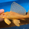 Плекостомус Альбинос (Hypostomus plecostomus) альбинос   4,5-5 см.