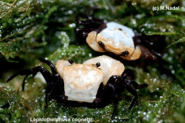 Краб Панда Борнео Krab Panda - (Lepidothelphusa cognetti) самец