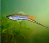 Меченосец Геллера зеленый (Xiphophorus helleri Green)