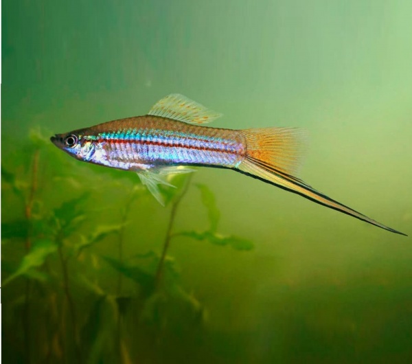 Меченосец Геллера зеленый (Xiphophorus helleri Green)