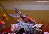 Золотая рыбка Шубункин ситцевый( Goldfish Shubunkin calico)