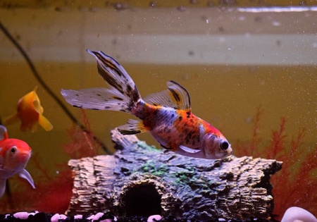 Золотая рыбка Шубункин ситцевый( Goldfish Shubunkin calico)