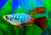 Пецилия гавайская пестрая краснохвостая высокоплавничная  (Xiphophorus variatus Hawaii Red Tail Hi-fin Platy)