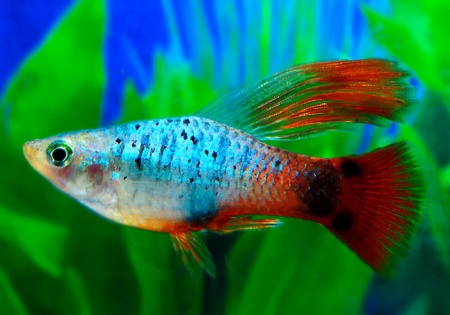 Пецилия гавайская пестрая краснохвостая высокоплавничная  (Xiphophorus variatus Hawaii Red Tail Hi-fin Platy)