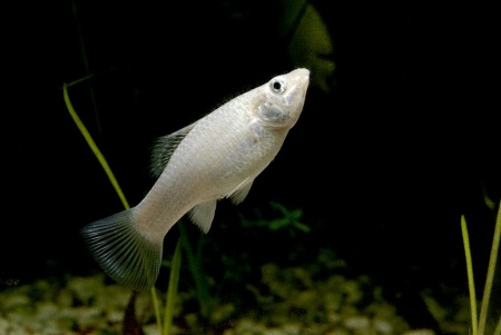 Моллинезия снежинка сербристая (Poecilia latipinna Silver Molly)