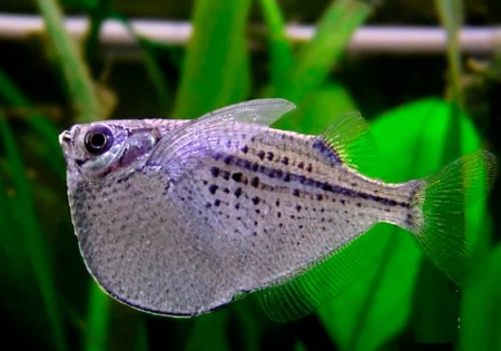 Серебряная клинобрюшка (Gasteropelecus levis)