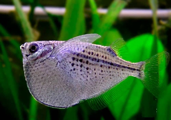 Серебряная клинобрюшка (Gasteropelecus levis)