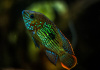 Акара бирюзовая (aequidens rivulatus)
