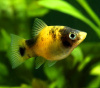 Пецилия пчелка (Xiphophorus maculatus Bumble bee Platy)