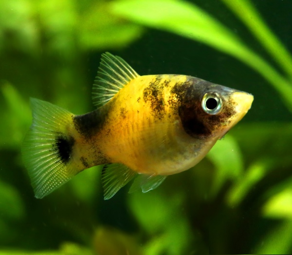 Пецилия пчелка (Xiphophorus maculatus Bumble bee Platy)