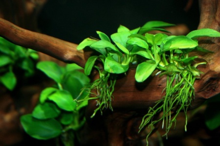 Анубиас нана Карликовый (Anubias nana)
