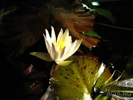 Нимфея красная Тигровый лотос ( Nymphaea lotus green)