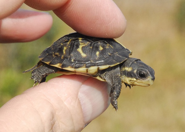 Черепаха Мускусная (Sternotherus odoratus)