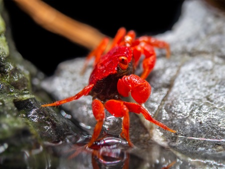 Краб Ред Руби (Geosesarma sp.) Томат  Самец