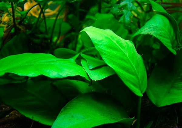 Анубиас копьевидный (Anubias lanceolata)