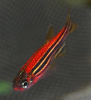 Данио рерио Глофиш коралловый (Danio rerio glofish)