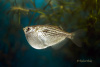 Серебряная клинобрюшка (Gasteropelecus levis)