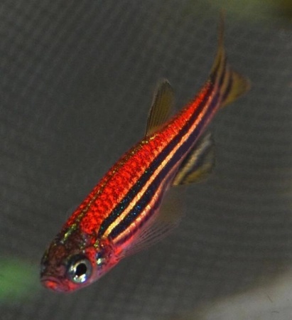 Данио рерио Глофиш коралловый (Danio rerio glofish)