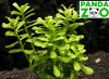 Bacopa monnieri 'Dentate'- Бакпа монниери зубчатая L257