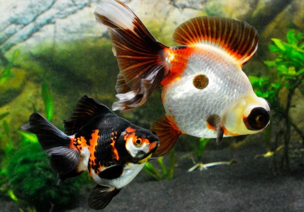 Риукин трехцветный (Goldfish Ryukin tricolour broad tai)