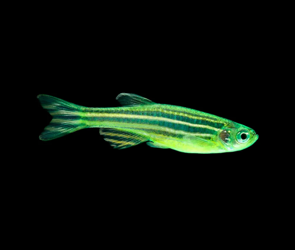 Данио рерио Глофиш зеленый (Danio rerio glofish)