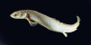 Полиптерус Сенегальский (Polypterus senegalus) 5-6 см 