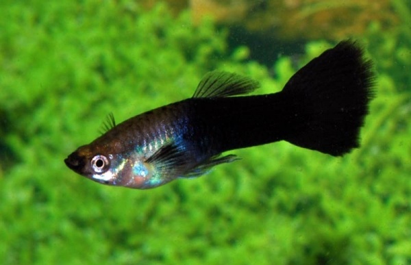 Гуппи черный монах (Guppy black smoking)