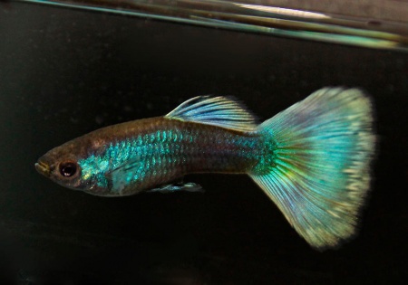 Гуппи синий неон (Poecilia reticulata neon blue)