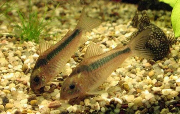 Коридорас зигатус ( Corydoras zygatus) сом