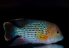 Акара бирюзовая (aequidens rivulatus)