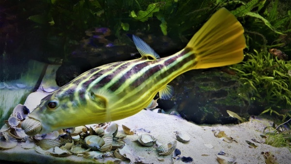 Тетрадон Фахака (Tetraodon fahaka) (2,5 см)