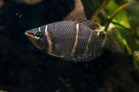 Гурами Шоколадный  (Sphaerichthys osphormenoides)