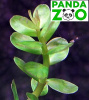 Ammannia sp. Bonsai- Аммания Бонсай L019