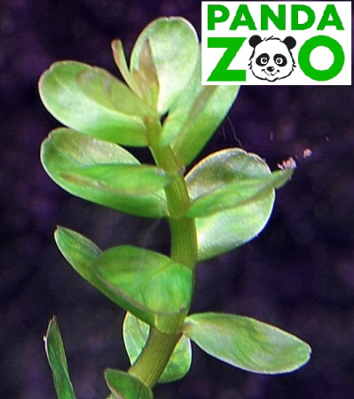 Ammannia sp. Bonsai- Аммания Бонсай L019