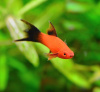 Меченосец Берлинский вильчатый (Xiphophorus helleri Red Lyretail wagtail Sword)